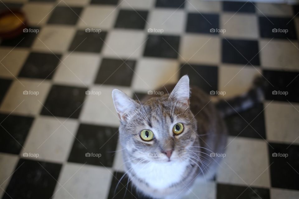 Grey cat on black and white squared floor , looking at camera