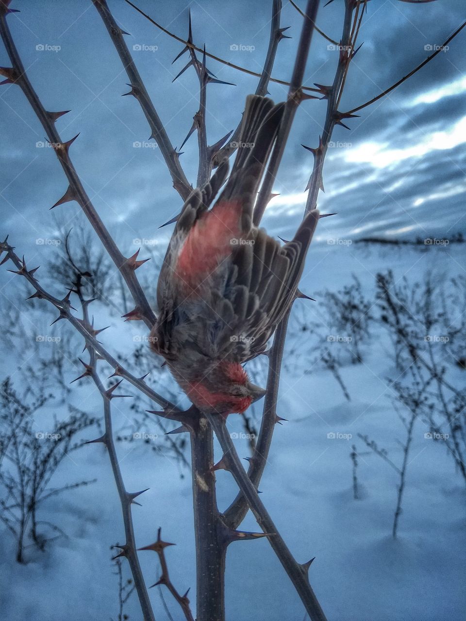 Frozen Bird on a Thornbush