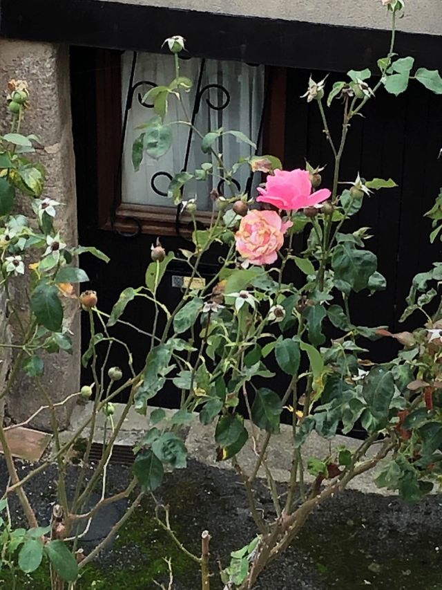 Roses 