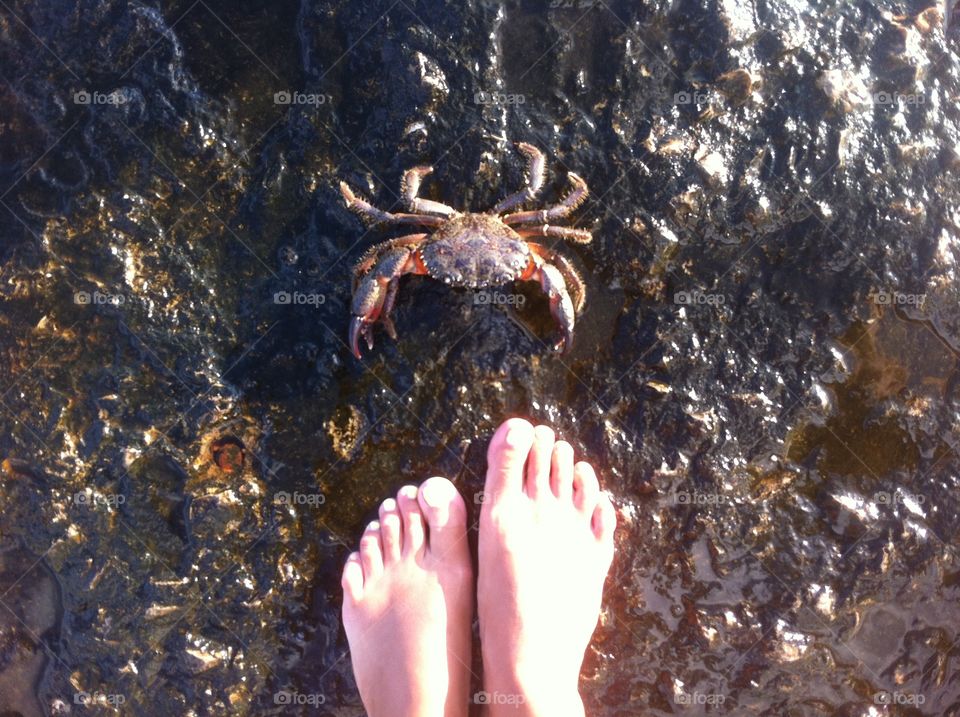 Crab close up at the feet 