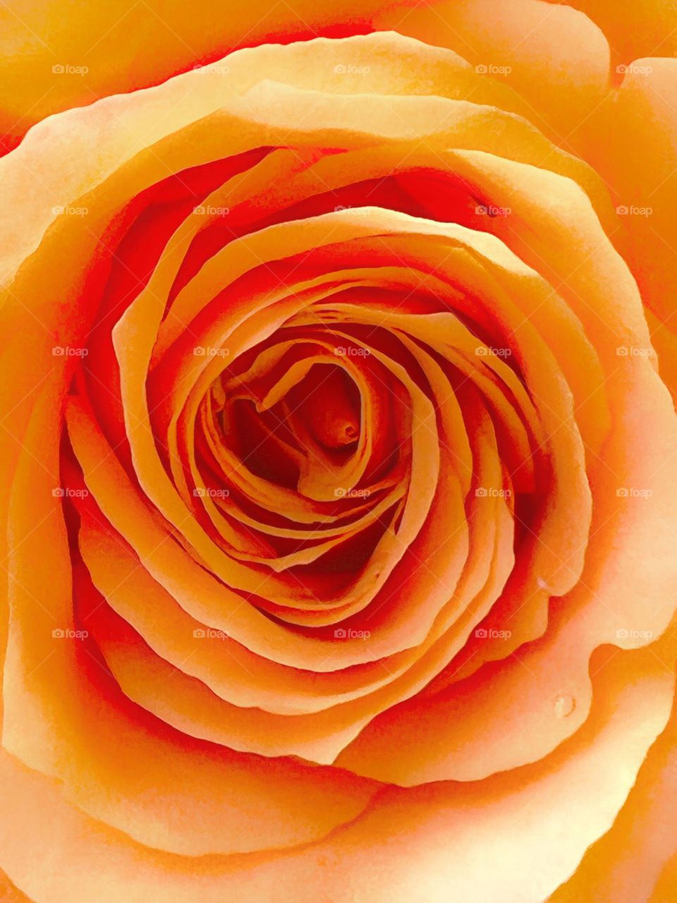 Season of blossome: rose - the perfect shape 