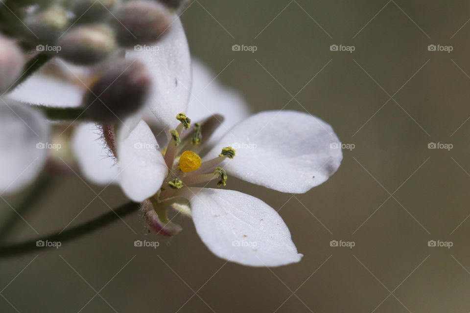 Closeup of a white flower