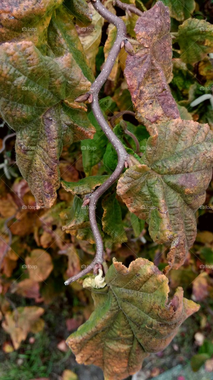 beautiful fall branch