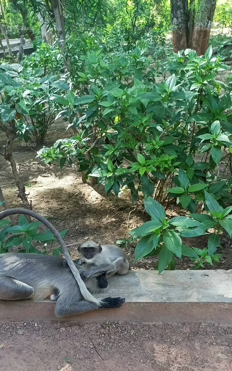 Gray langur