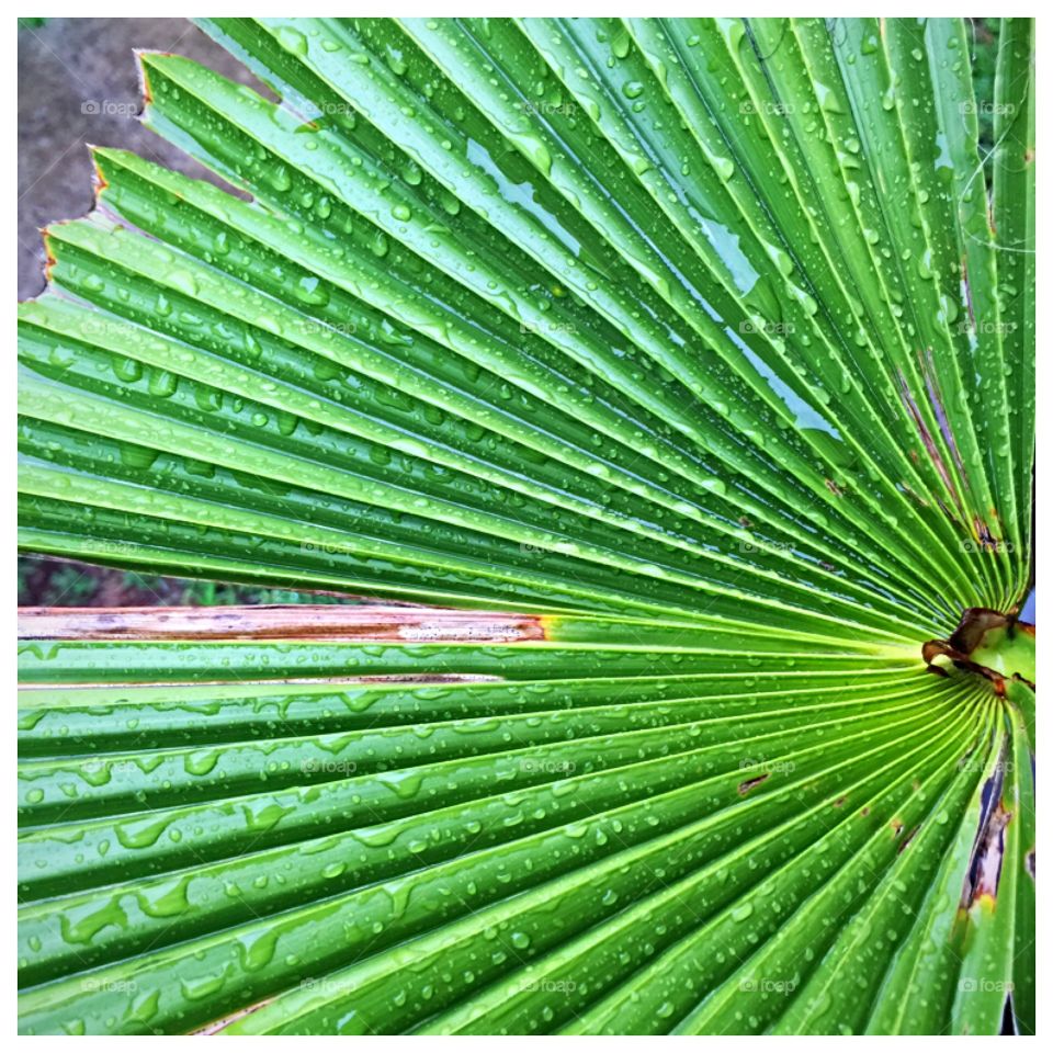 Leaf from Florida palm tree