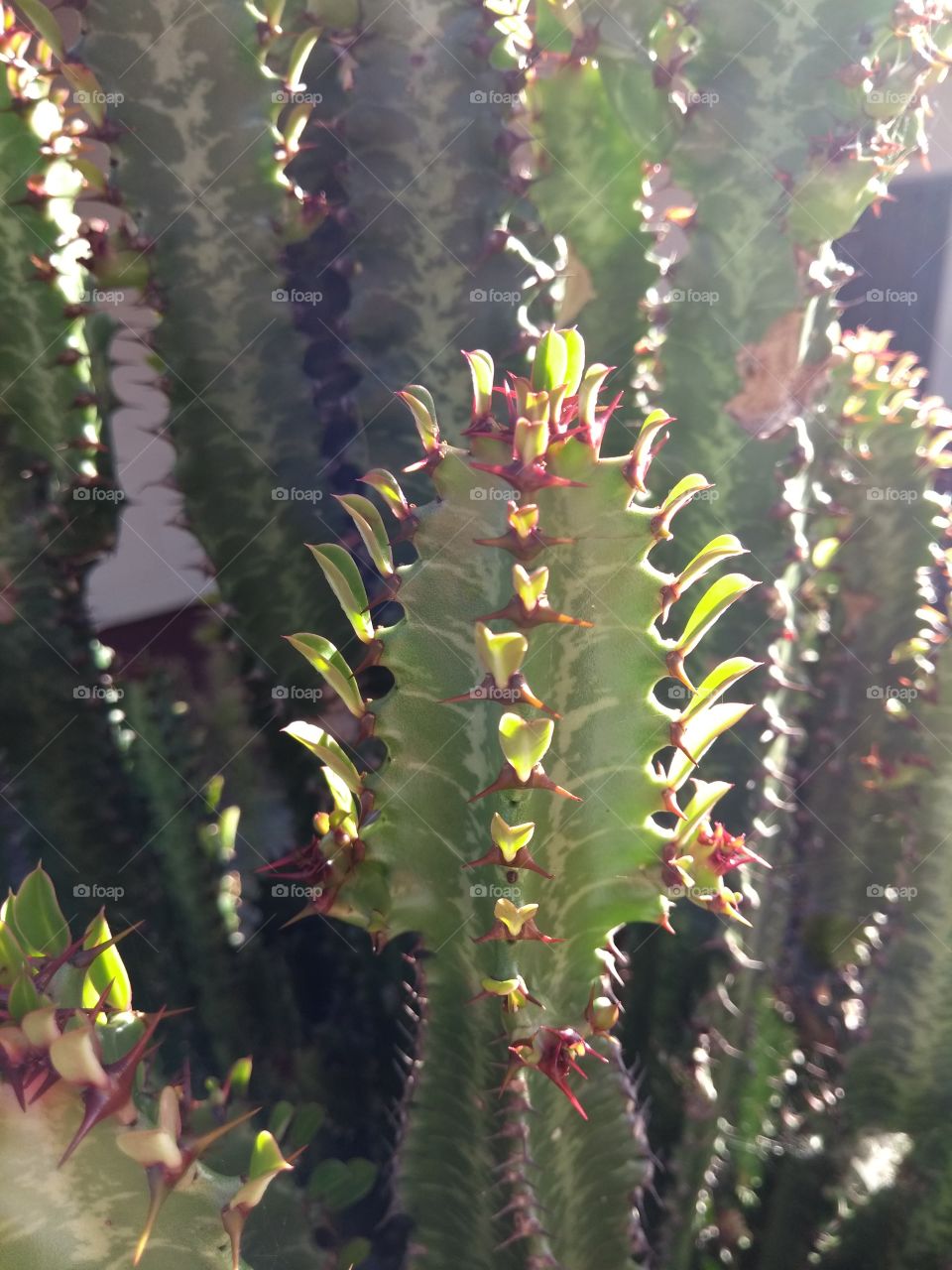 cactus curiosos