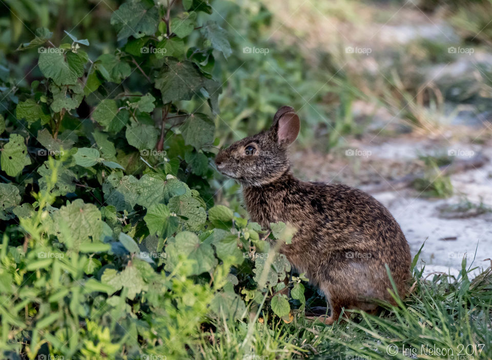 Marsh rabbit at evening time 