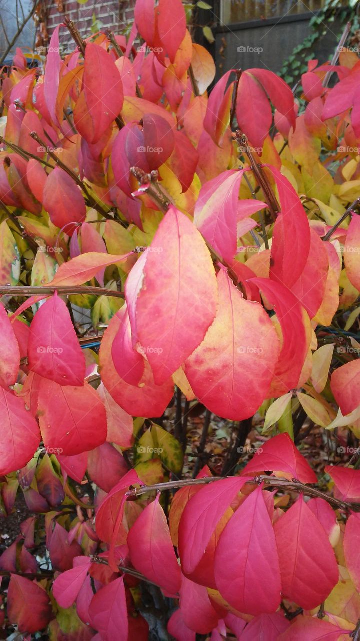 Leaf, Nature, Flora, Garden, No Person