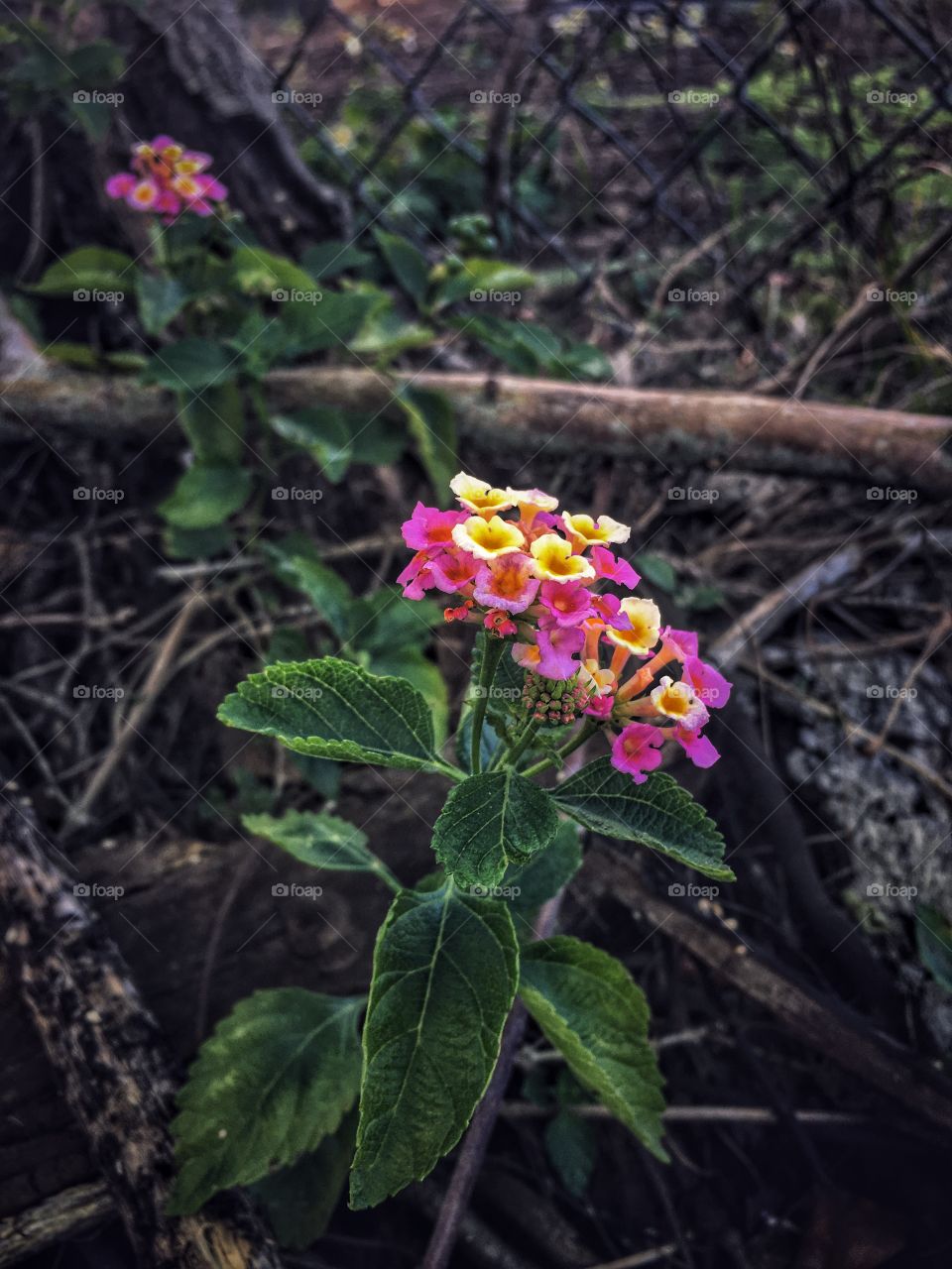 Vibrant colors of spring 