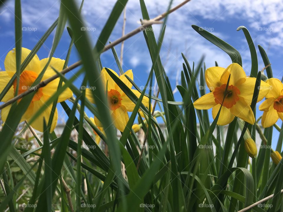 Colorful daffodils with a beautiful sky