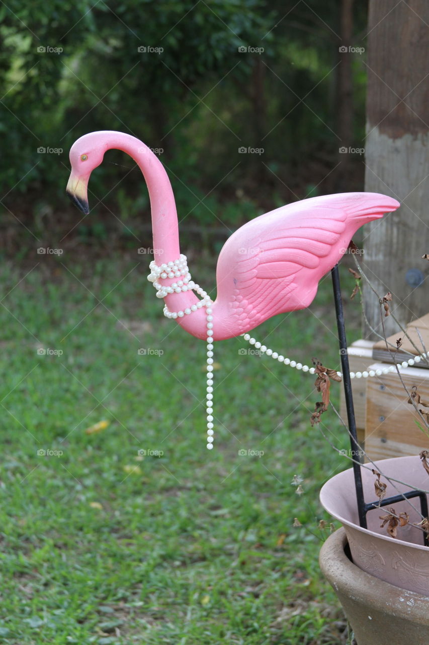 Flamingo with pearls