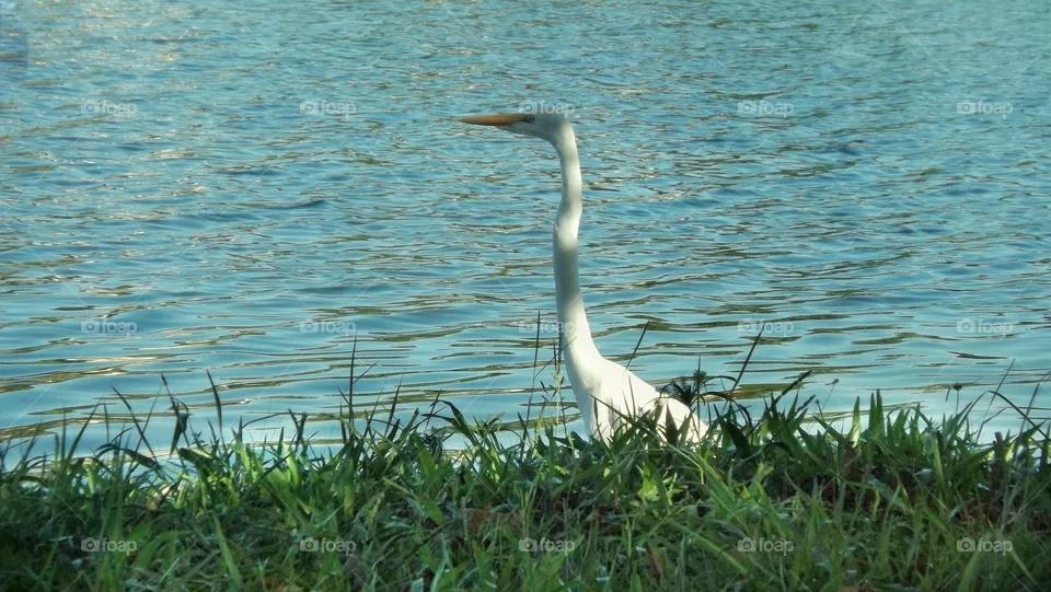 Heron in the pond