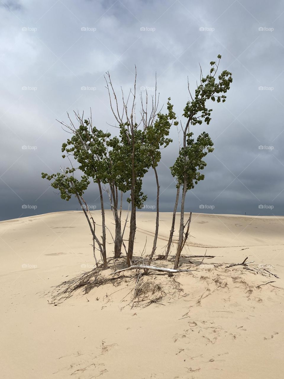 Dune trees on the sand with a cloudy sky in the background. The setting is a beach with dunes.