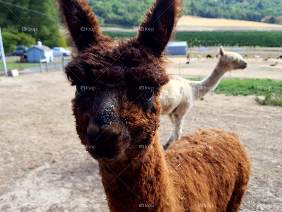 A young alpacas