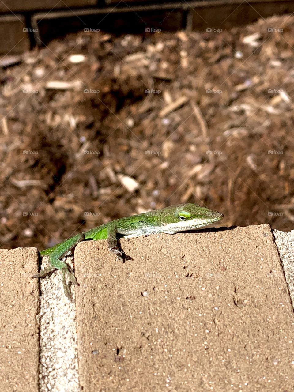 A beautiful lizard in Southend Charlotte,NC