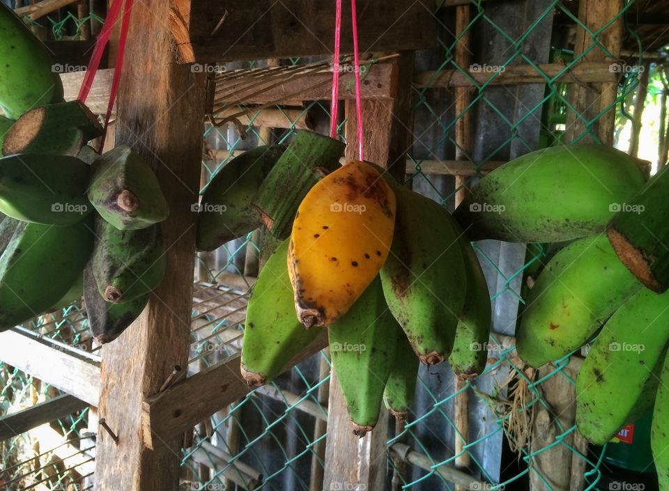 Natural bananas hanging for sale