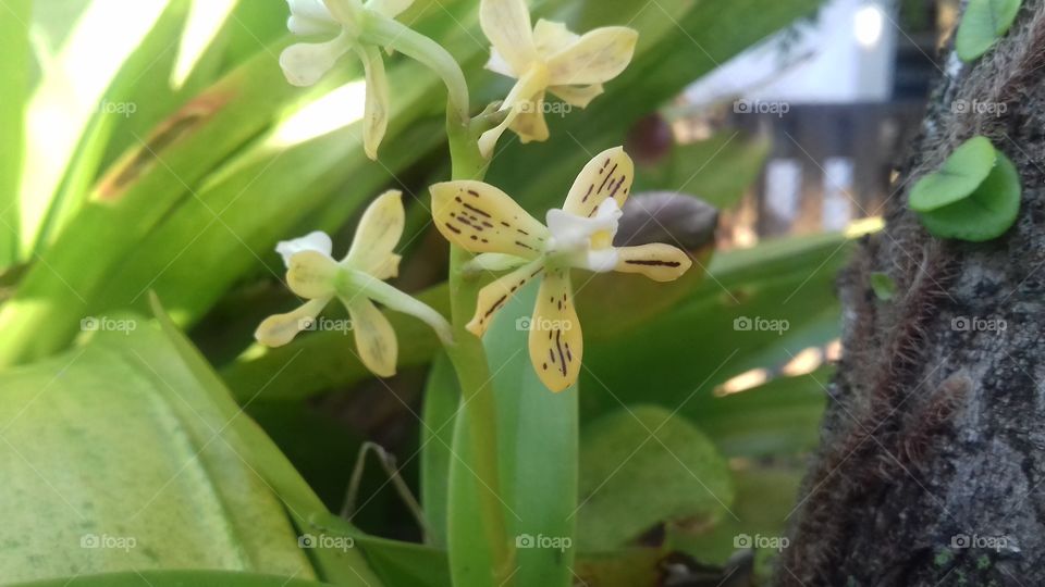mini orquídea