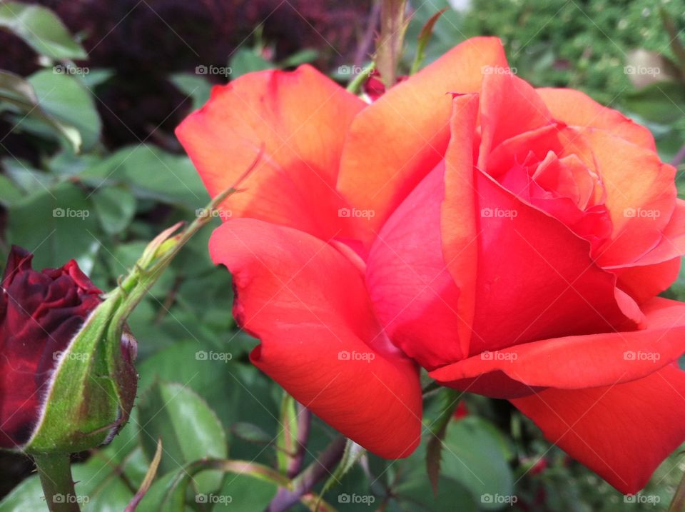 Backyard rose.  Rose