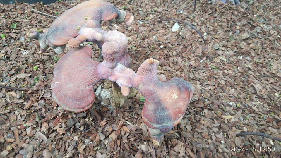 Millennium Ganoderma lucidum