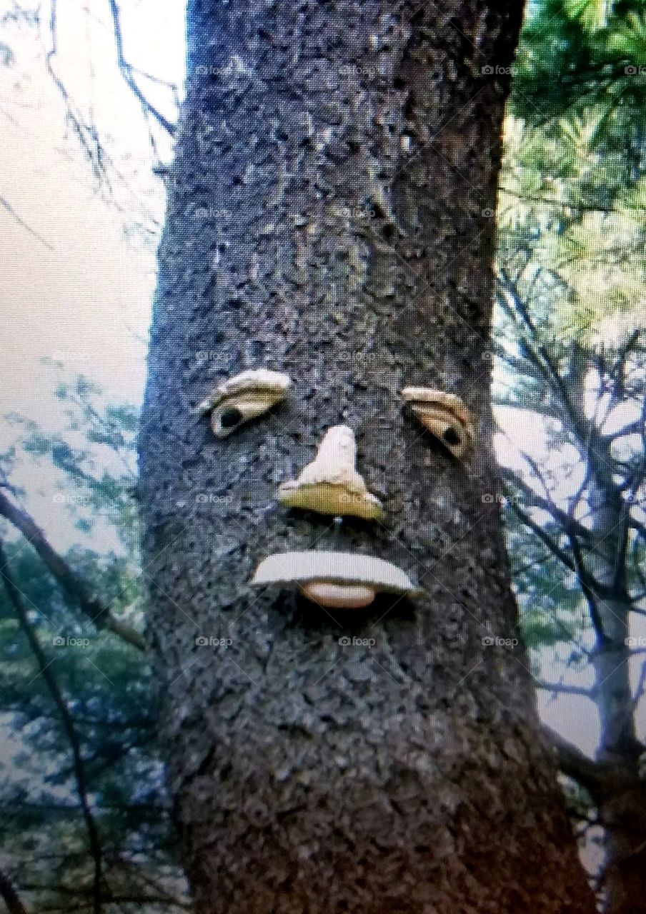 Face on pine tree in the woods, watching everything you're doing. It's looking down at you as you're walking.