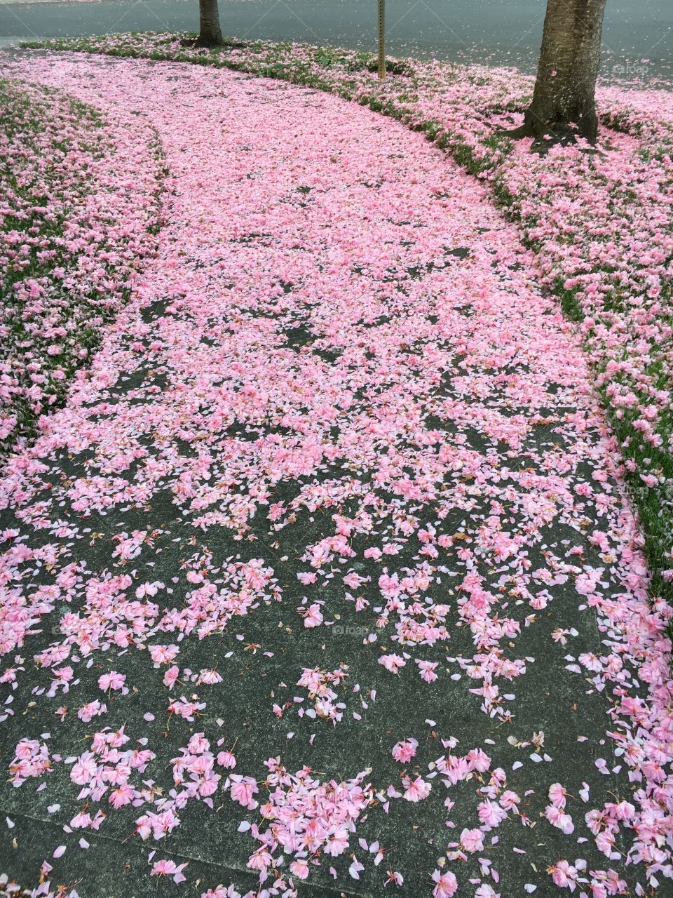 Flowering trees petals pink 2
