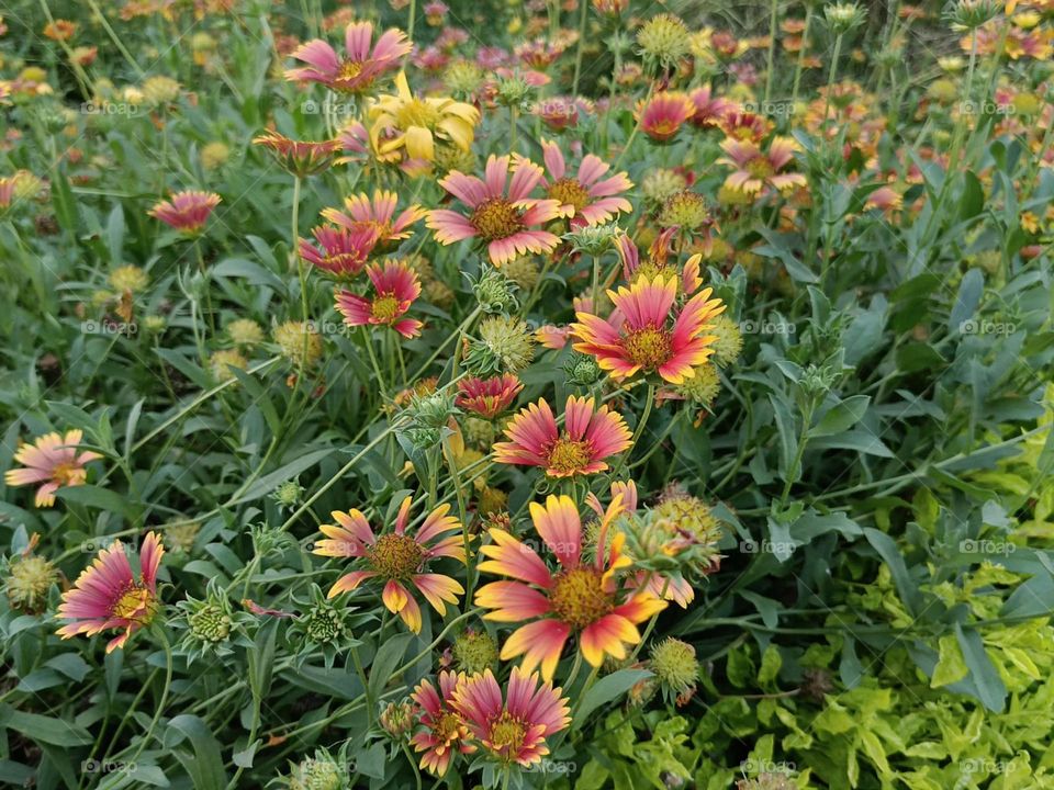 Wow, those flowers in the grass look so vibrant and beautiful! 🌺🌼 It's like a natural rainbow on the ground!