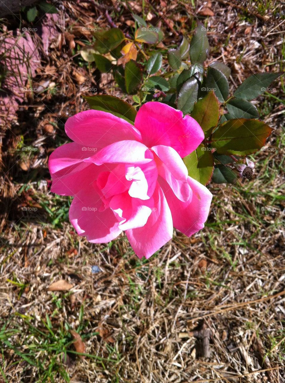 pink blossom