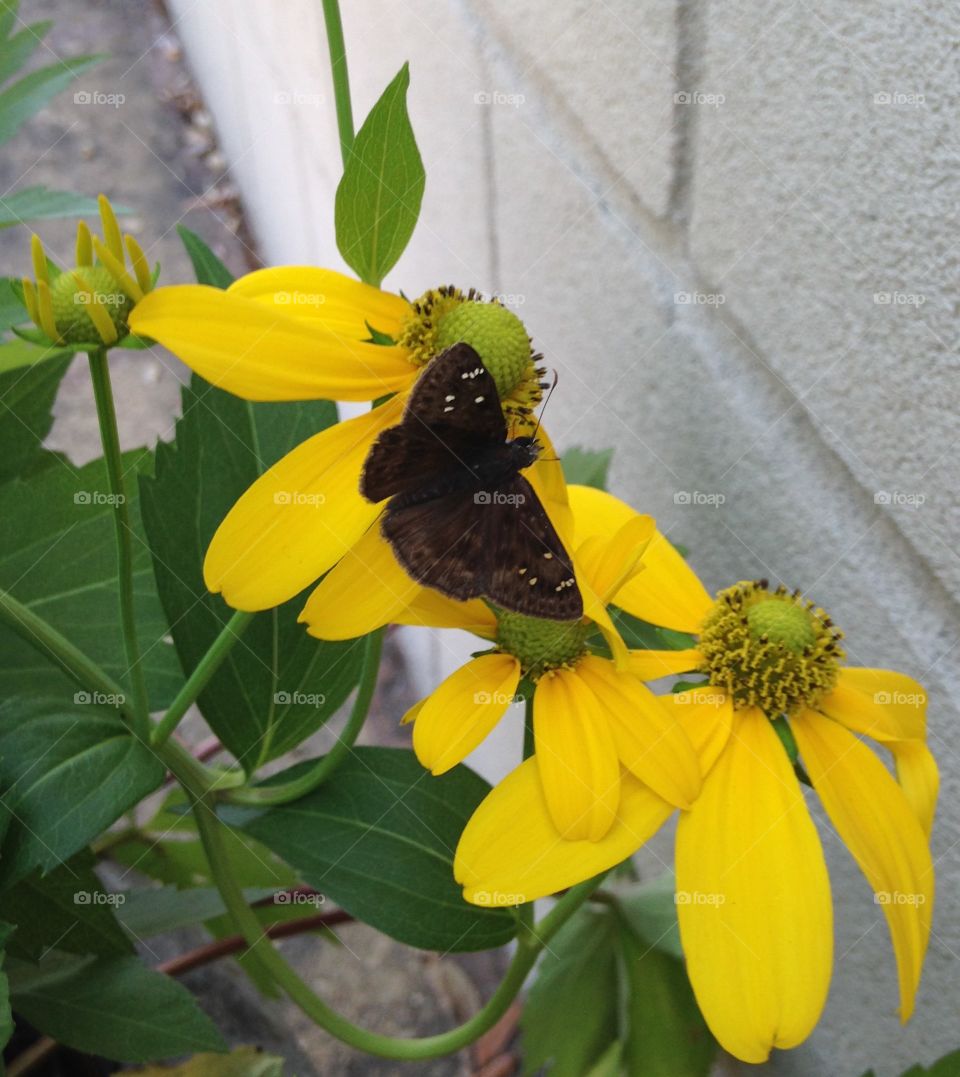 Yellow flowers with butterfly