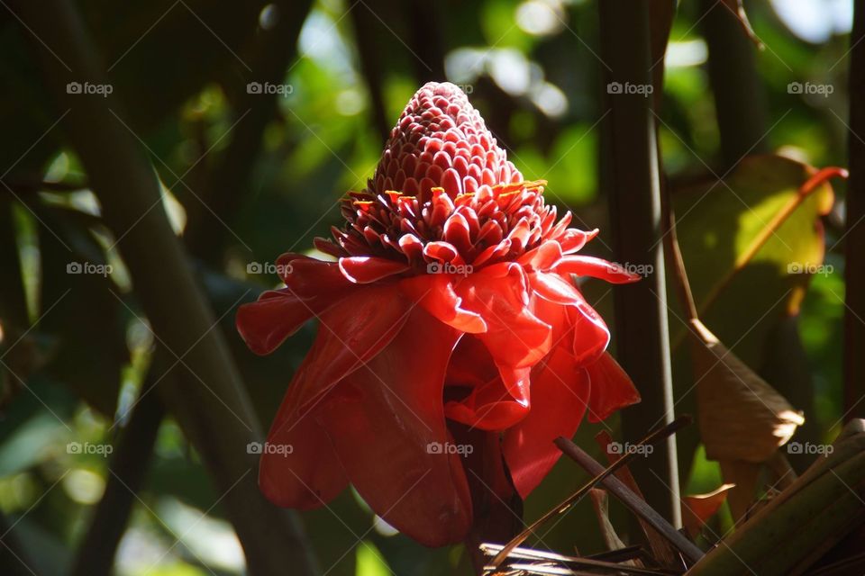 Flower in rainforest