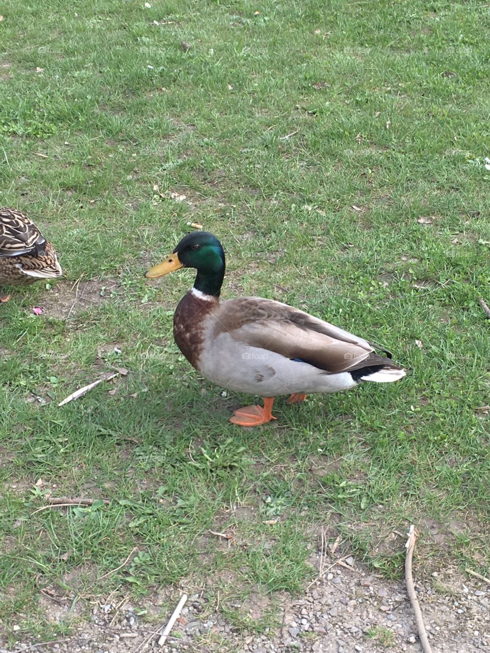 Ducks