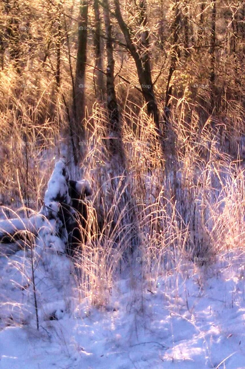 Frosty grass