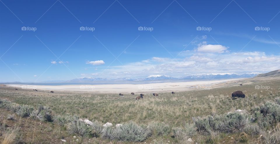 Bison, Antelope Island Utah