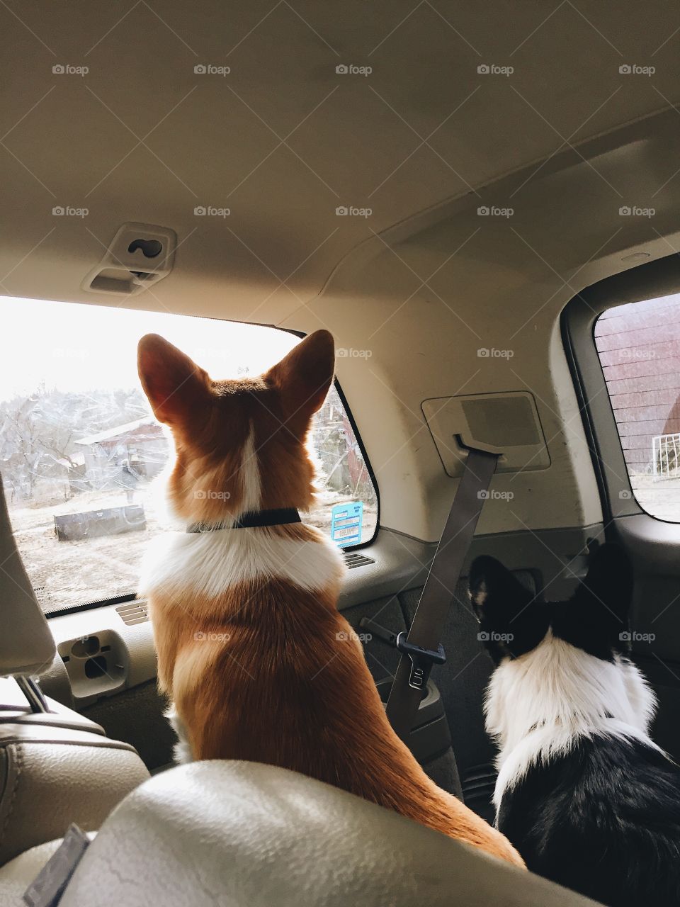 Indoors, People, Woman, Car, Dog