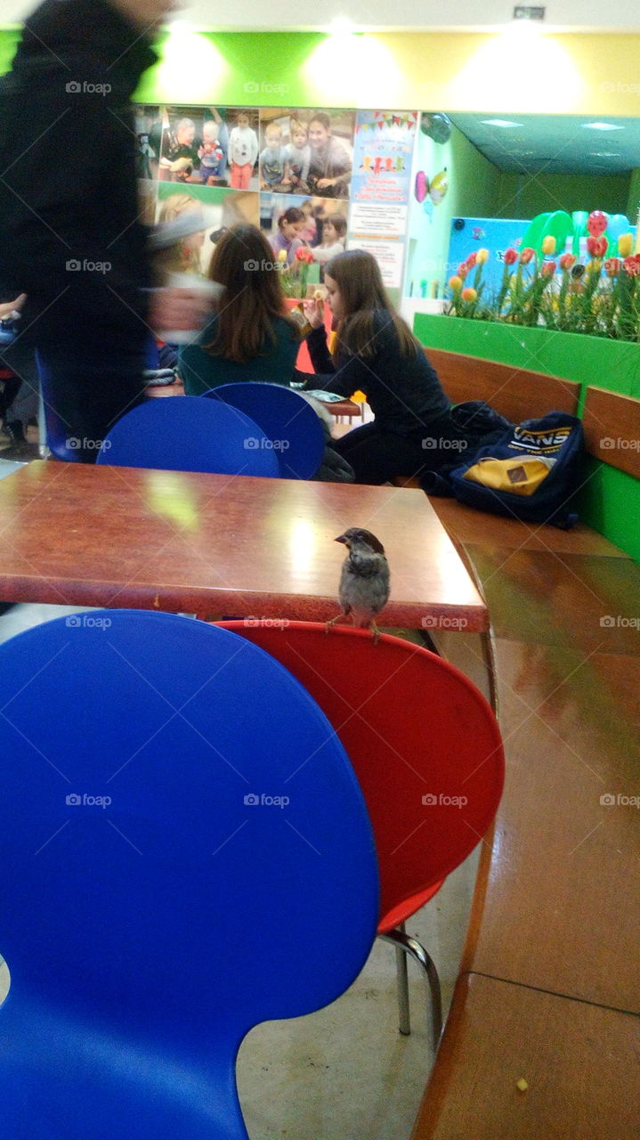 Sparrow in the shopping centre