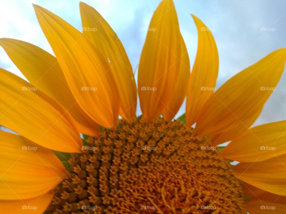 Sunflower!