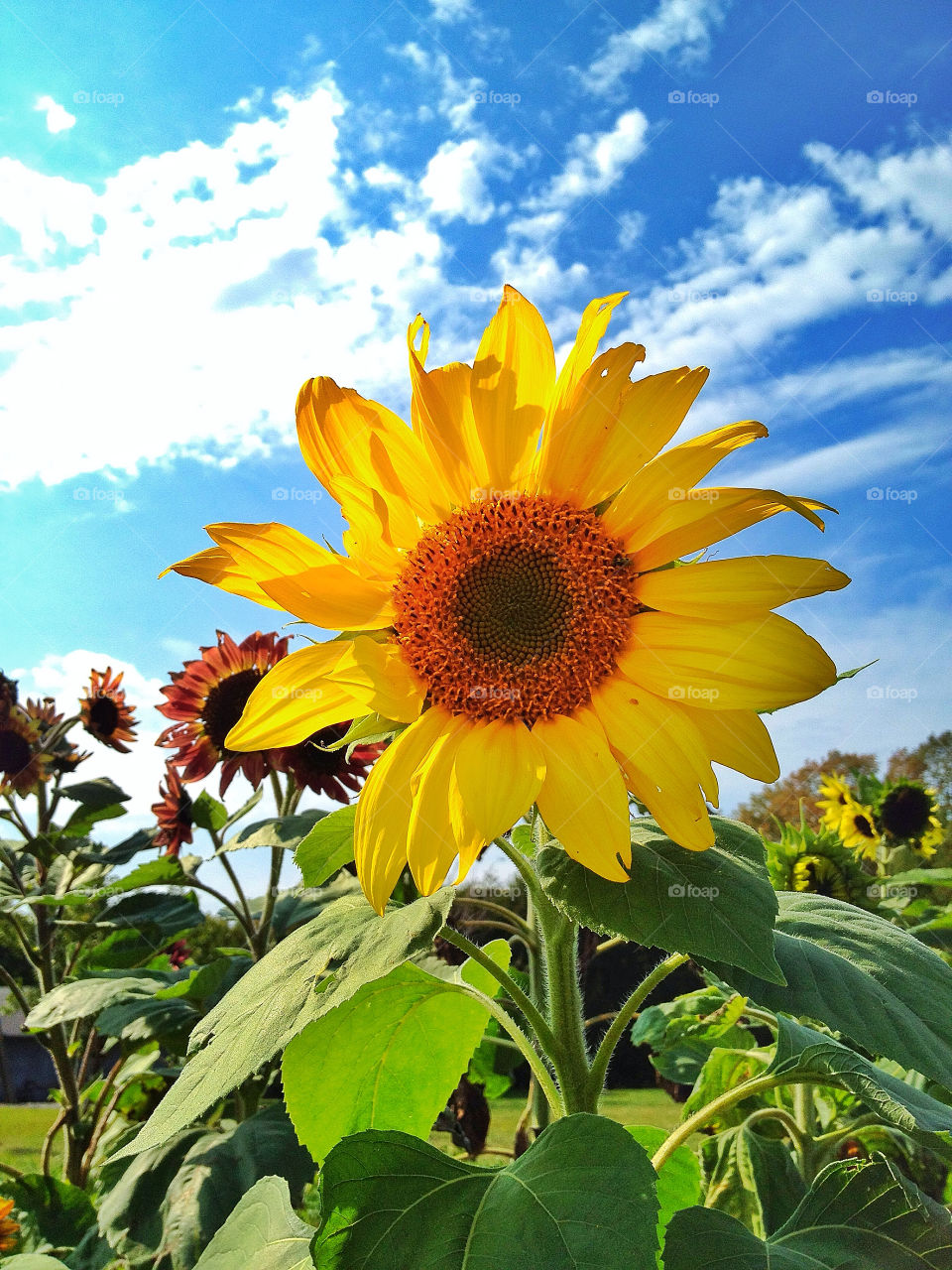 sky green flowers field by somebeach