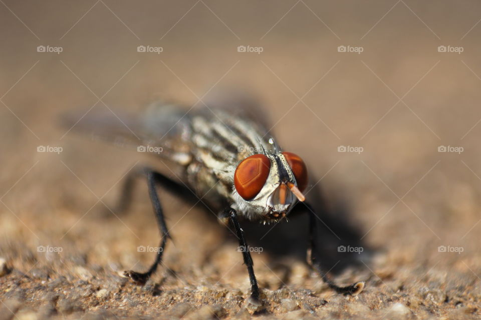 Fly with Visible Compound Eyes