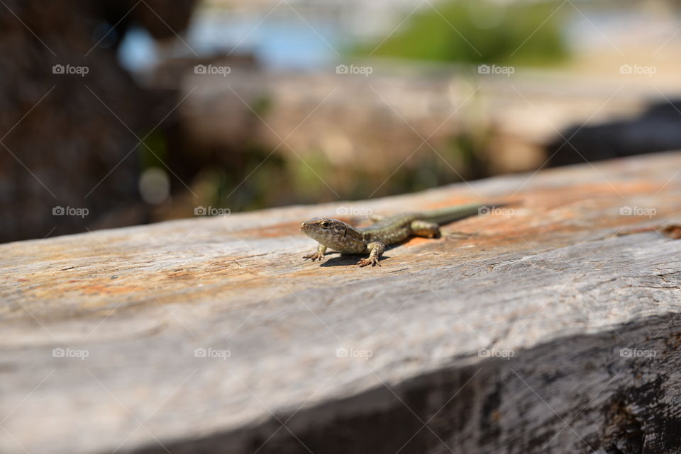 Lizard on a wooden background