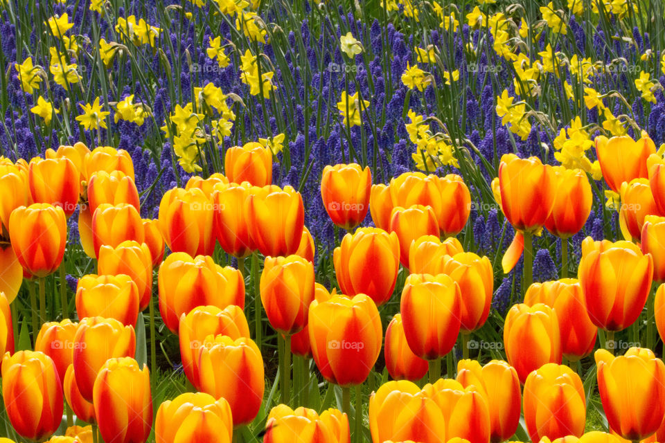 Blooming tulips in field