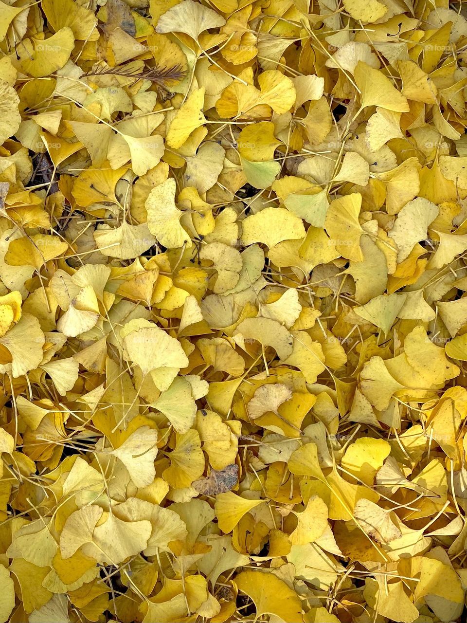 Golden ginkgo leaves 