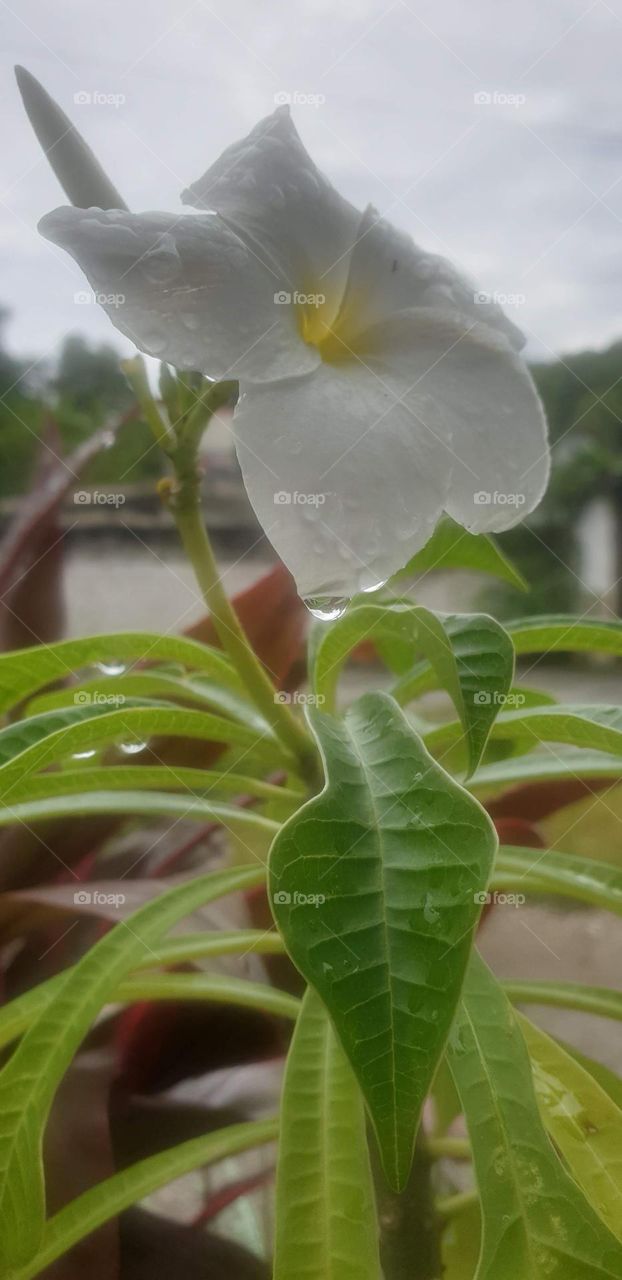 beautiful plant with white, soft and delicate flower on a rainy afternoon