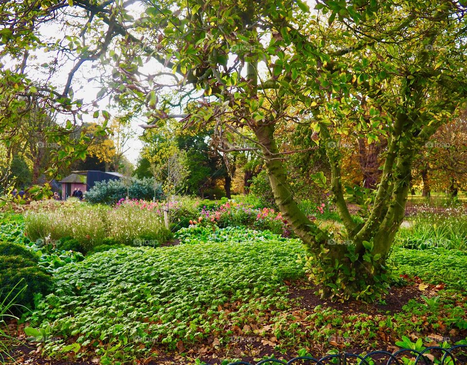 Mossy tree in Saint James Park in London.