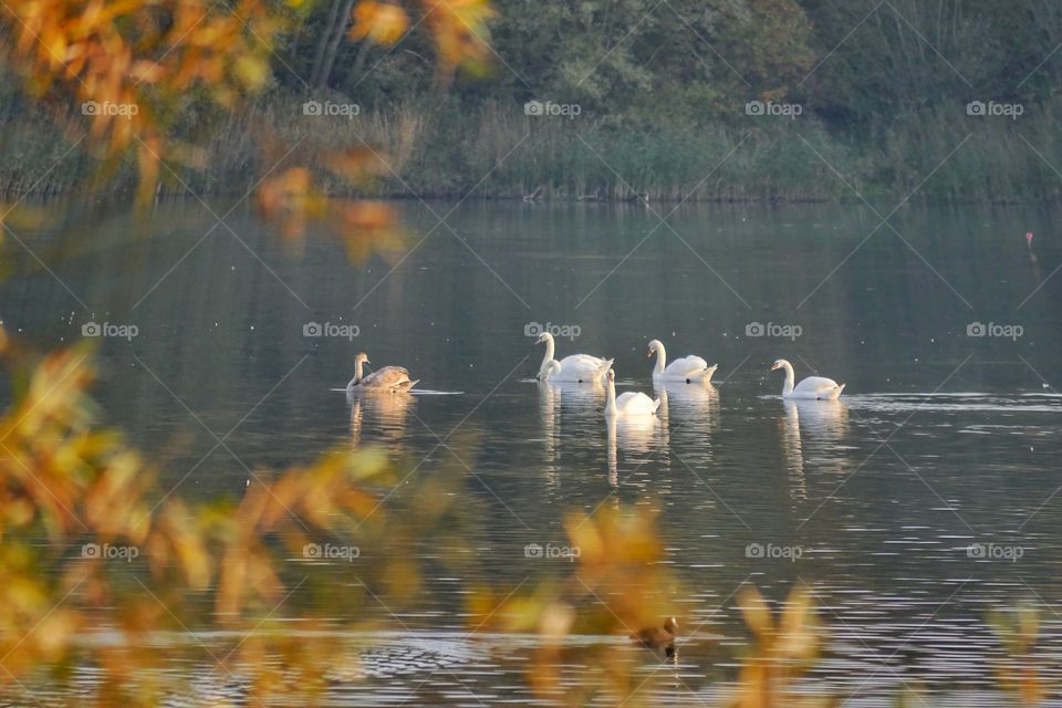 Swans on lake