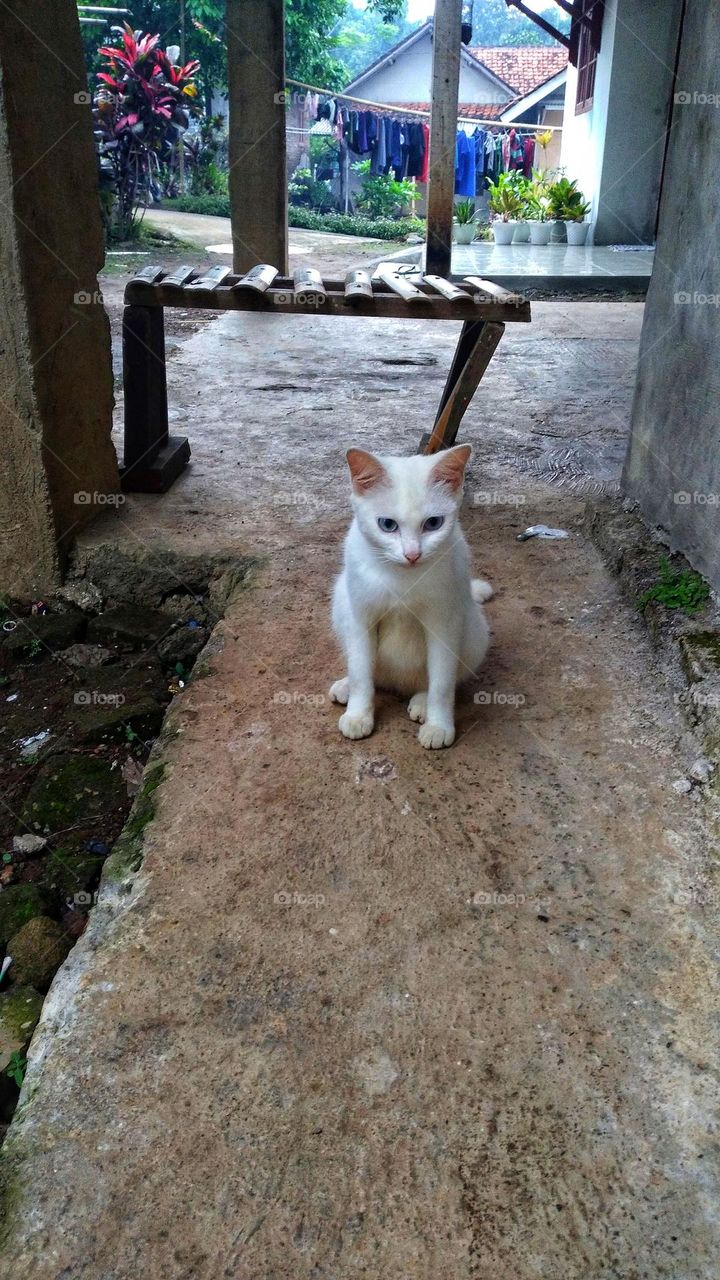 Pregnant white cat sitting in the yard