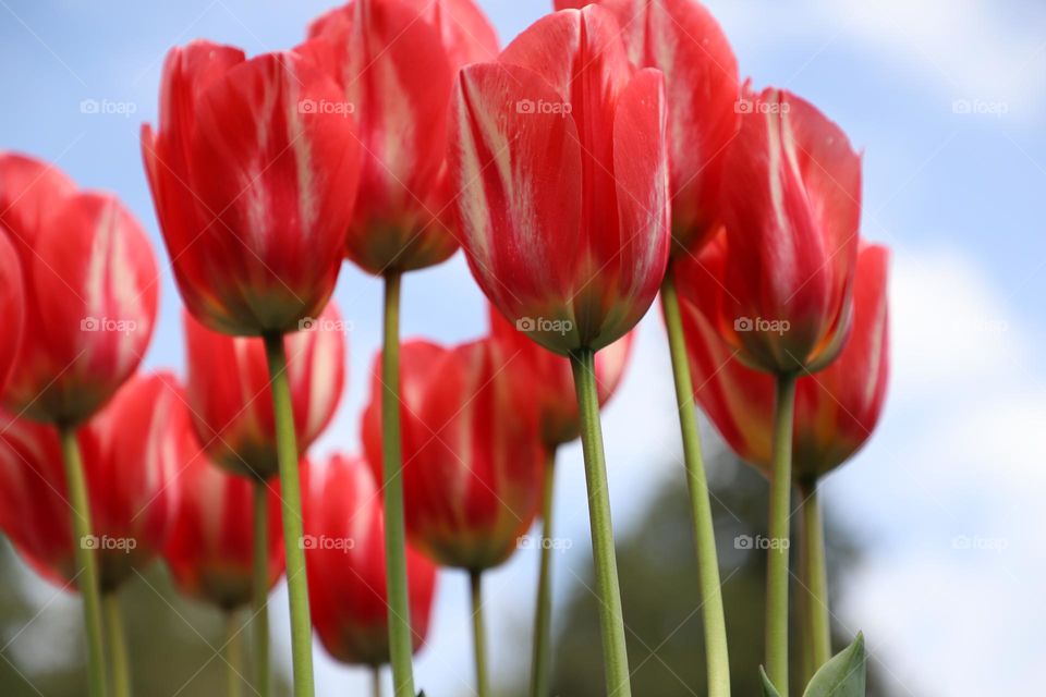 Red tulips 