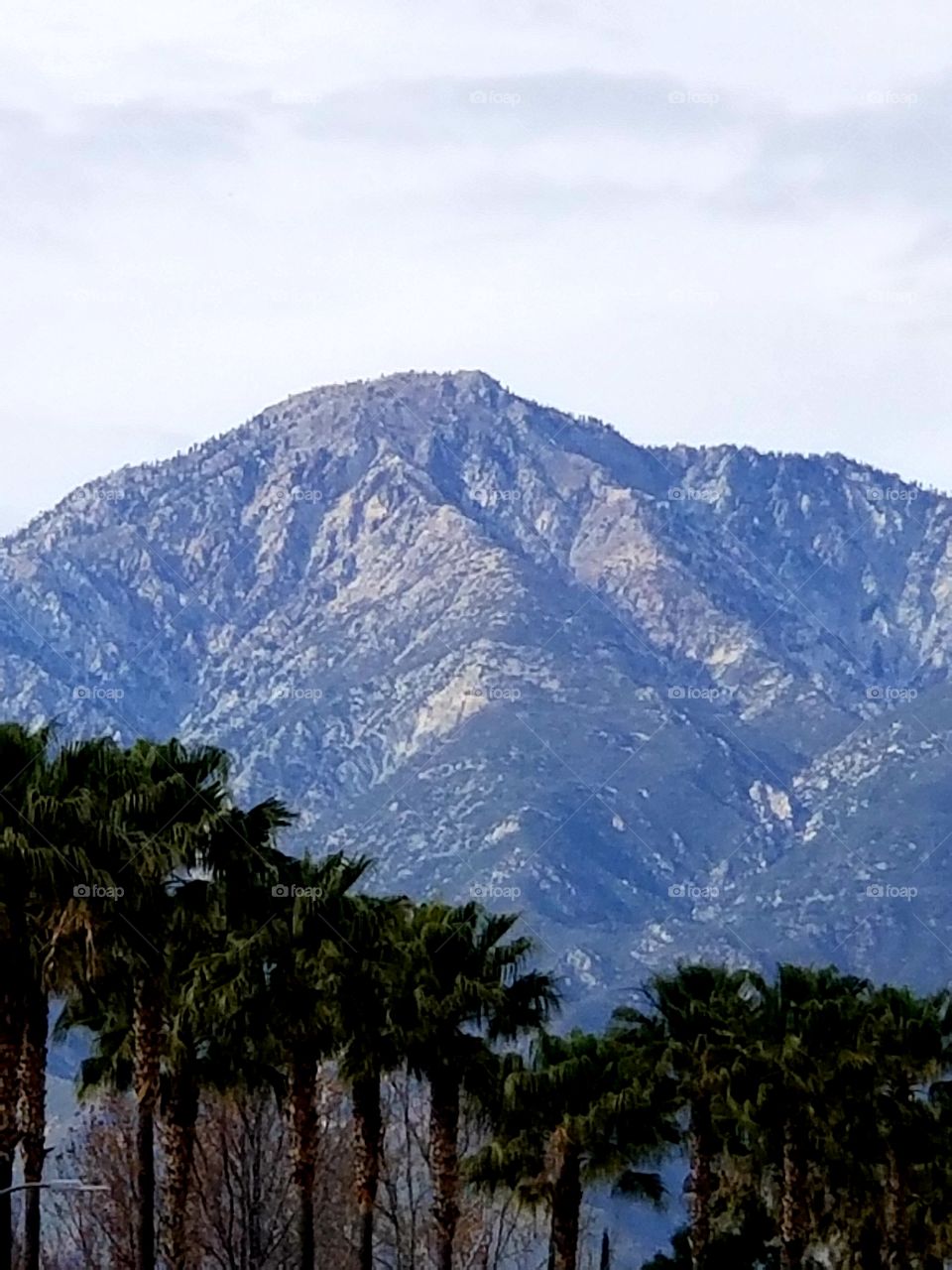 Palm trees by the mountains