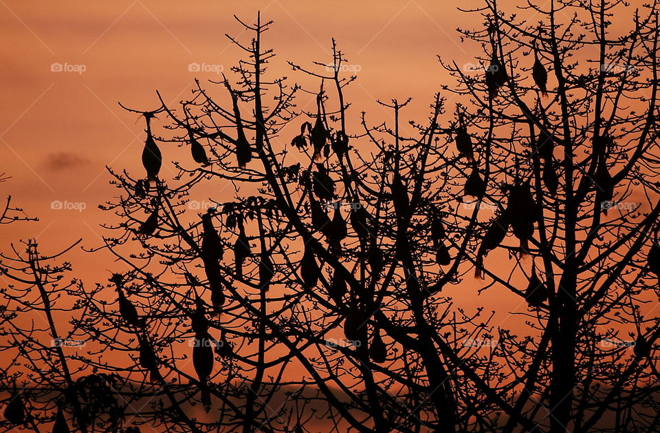 Weaver bird sunset at wood. Influencing well of colour light sunset to the afternoon as a result of sunset. Weaver bird always coming to the savanna hill and make a nest as a colonial of large number individu as a result of its.