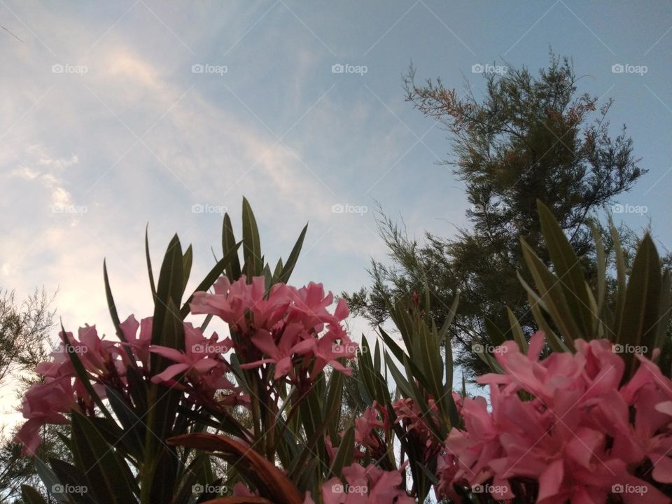 flower nature thy Sky thy forest clouds