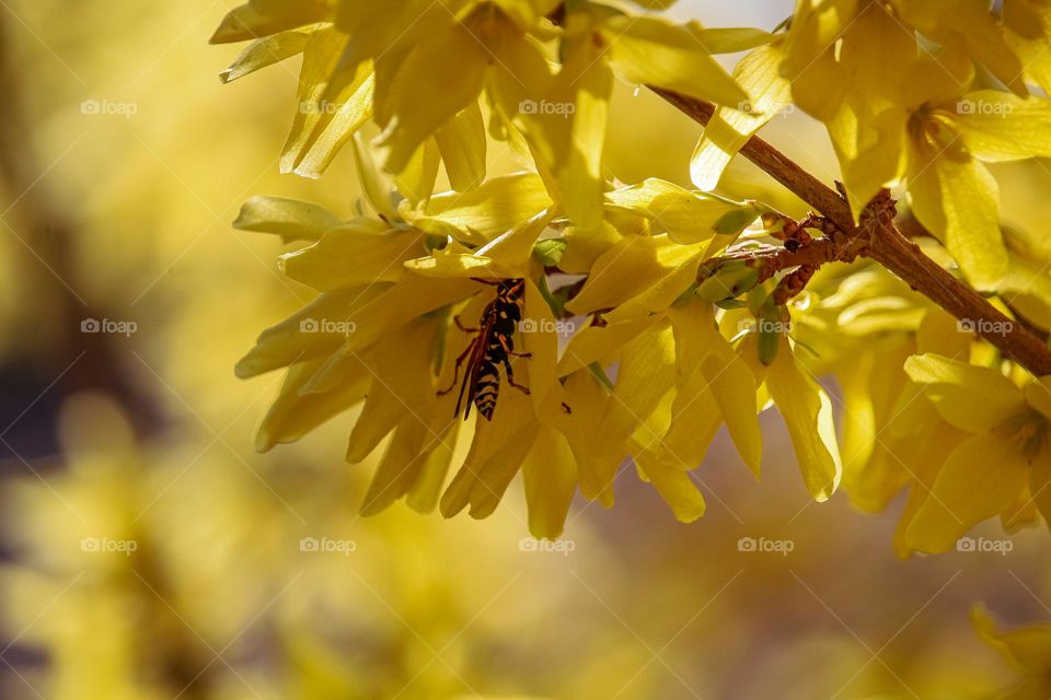 Wasp at the yellow flower