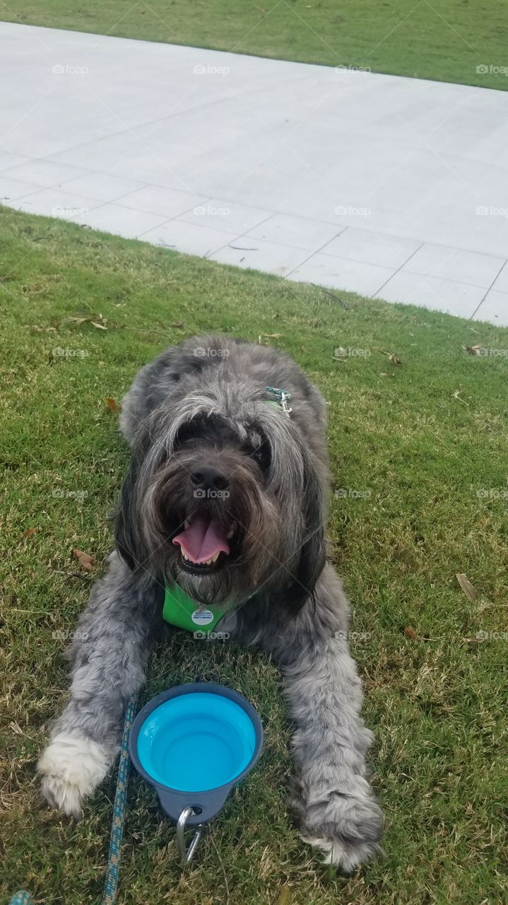 happy Tibetan Terrier dog at park